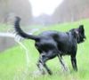 Riesenschnauzer Foto: Zum fröhlichen Abwerten: (ID 41815) Riesenschnauzer Hund