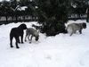 Riesenschnauzer Foto: zarah und ihr halbbruder wincent (ID 28324) Riesenschnauzer Hund