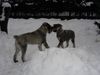 Riesenschnauzer Foto: zarah und ihr halbbruder wincent (ID 28325) Riesenschnauzer Hund