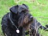 Riesenschnauzer Foto: Marla (ID 24309) Riesenschnauzer Hund