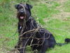 Riesenschnauzer Foto: ach was bin ich froh, auf Wiese und im Stroh (ID 24307) Riesenschnauzer Hund