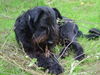 Riesenschnauzer Foto: Marla (ID 24310) Riesenschnauzer Hund
