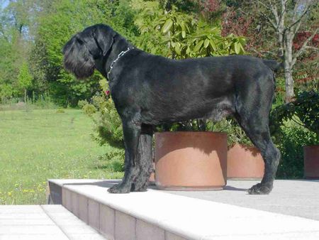 Riesenschnauzer Hunde Foto 1647 Riesenschnauzer Dustin