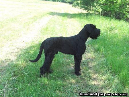 Riesenschnauzer Hunde Foto 46601 in höherer Auflösung ansehen Riesenschnauzer Riesenschnauzer