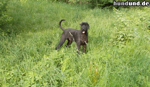 Riesenschnauzer 2 Jahre ist er nun Alt Xari Rex