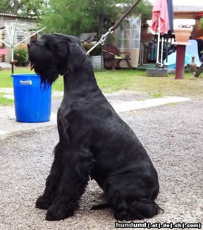 Riesenschnauzer Man sieht schon den Babybauch etwas!