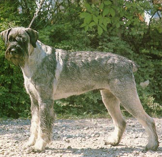 Riesenschnauzer Hunde Foto 122 Riesenschnauzer