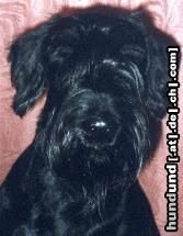 Riesenschnauzer Hunde Foto 5914 Riesenschnauzer Das ist meine