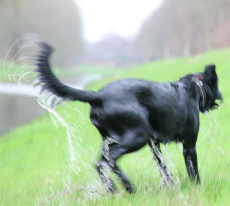 Riesenschnauzer Zum  fröhlichen Abwerten: 