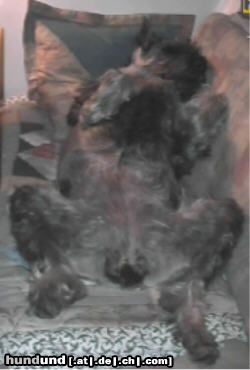 Riesenschnauzer Hunde Foto 2702 Riesenschnauzer susa in schlafposition