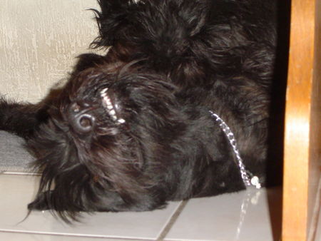 Riesenschnauzer Hunde Foto 31957 Riesenschnauzer gute nacht
