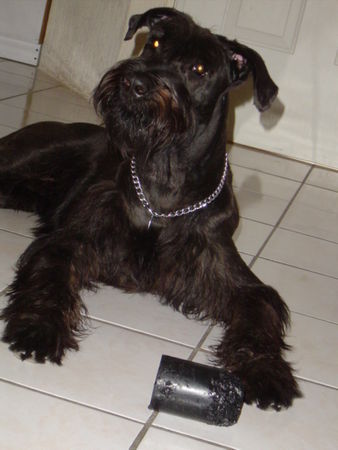 Riesenschnauzer Hunde Foto 31953 Riesenschnauzer frech