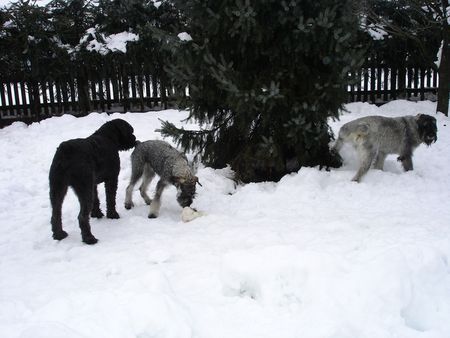 Riesenschnauzer Hunde Foto 28324 in höherer Auflösung ansehen Riesenschnauzer zarah und ihr halbbruder wincent