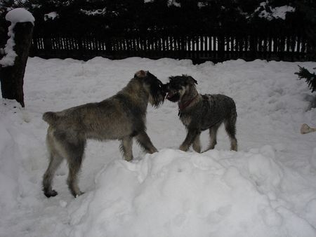 Riesenschnauzer Hunde Foto 28325 in höherer Auflösung ansehen Riesenschnauzer zarah und ihr halbbruder wincent