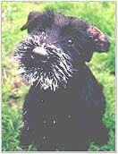 Riesenschnauzer Hunde Foto 5007 Riesenschnauzer Mystic 4 Monate