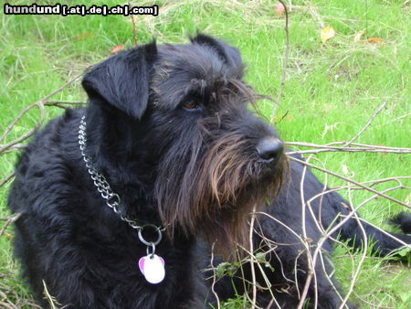 Riesenschnauzer Hunde Foto 24309 Riesenschnauzer Marla