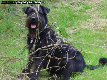 Riesenschnauzer Hunde Foto 24307 Riesenschnauzer ach was bin ich froh, auf Wiese und im Stroh