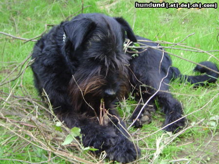 Riesenschnauzer Hunde Foto 24310 Riesenschnauzer Marla
