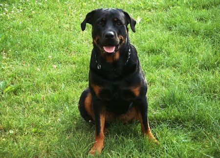 Rottweiler Hunde Foto 35932 in höherer Auflösung ansehen Rottweiler Pebbles