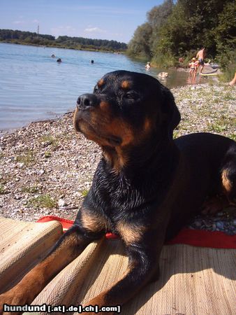 Rottweiler Hunde Foto 16046 in höherer Auflösung ansehen Rottweiler mein jimmy