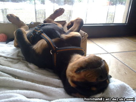 Rottweiler Hunde Foto 46228 in höherer Auflösung ansehen Rottweiler ich schlafe gern :)