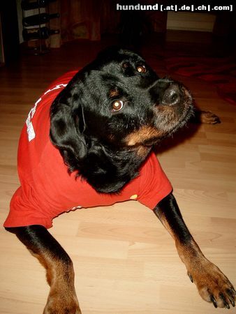 Rottweiler Rocco