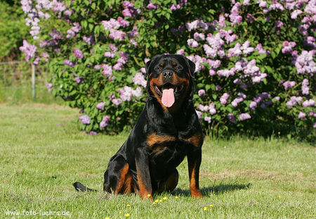 Rottweiler Hunde Foto 36769 in höherer Auflösung ansehen Rottweiler Asmus v.d. Nibelungen
