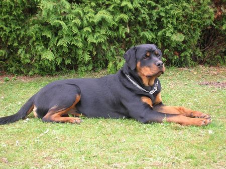 Rottweiler Hunde Foto 31335 Rottweiler Alissa (Ronja) vom Braunauer Wappen (7 mon.)