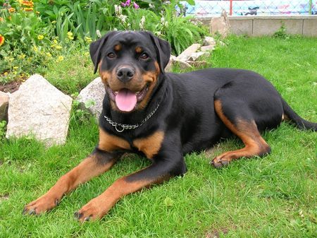 Rottweiler Hunde Foto 32392 Rottweiler Alissa (Ronja) v. Braunauer Wappen (8 Mon)