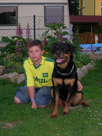 Rottweiler Hunde Foto 32393 Rottweiler Matthi mit Alissa (Ronja) v. Braunauer Wappen (8 Mon)