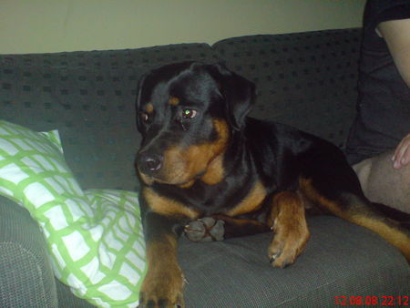 Rottweiler Hunde Foto 42781 in höherer Auflösung ansehen Rottweiler Lisa 11 Monate