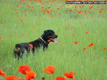 Rottweiler Hunde Foto 19006 Rottweiler hoffentlich bald sommer