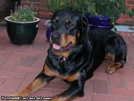 Rottweiler Hunde Foto 11518 Rottweiler Ginia