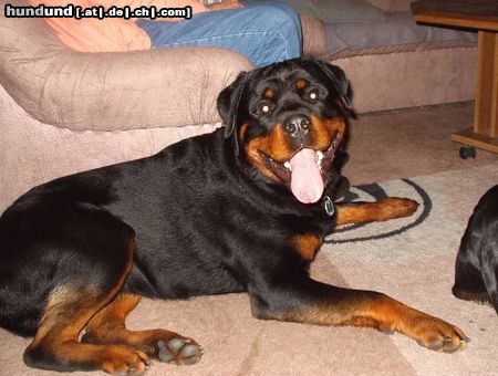 Rottweiler Asmus v.d. Nibelungen  17 Monate