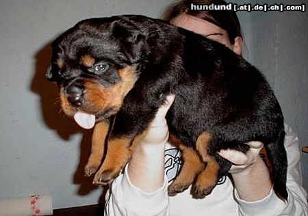 Rottweiler Belis von den Nibelungen 4-5- Wochen alt