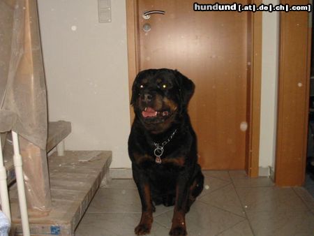 Rottweiler Hunde Foto 11122 Rottweiler