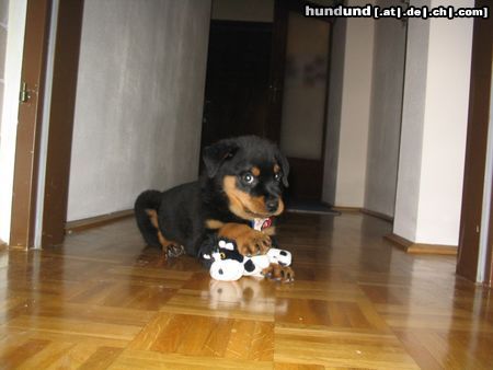 Rottweiler Ich bin der unschuldige Karli!!