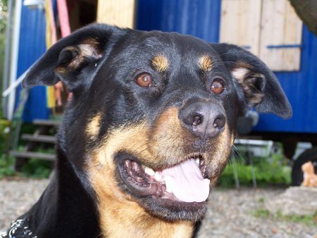 Rottweiler Hunde Foto 34108 in höherer Auflösung ansehen Rottweiler