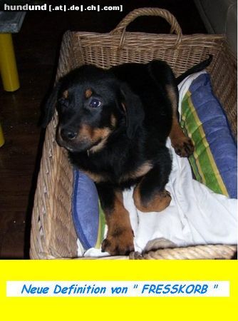 Rottweiler Hunde Foto 45645 in höherer Auflösung ansehen Rottweiler Keoma geb. 03.10.2009