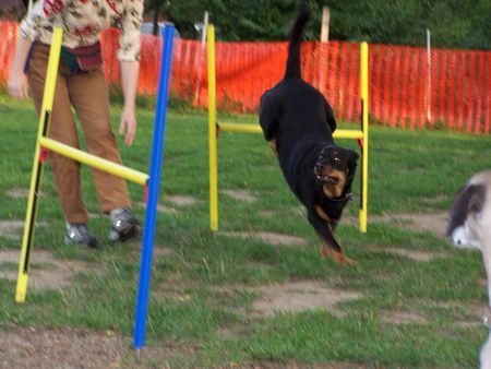 Rottweiler Hunde Foto 34109 in höherer Auflösung ansehen Rottweiler