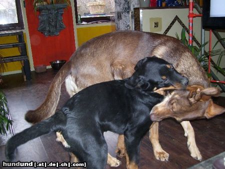 Rottweiler Keoma geb. 03.10.2009 