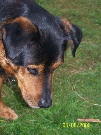 Rottweiler Hunde Foto 34478 in höherer Auflösung ansehen Rottweiler Chicco war mal ein amer strassenhund im sonnigen Süden