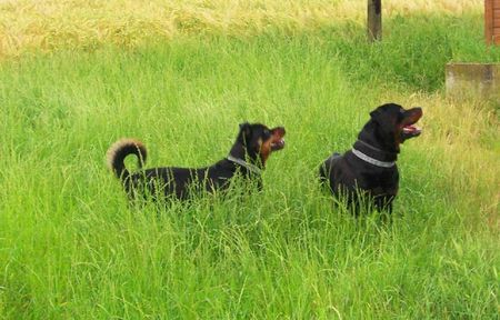 Rottweiler Hunde Foto 35882 in höherer Auflösung ansehen Rottweiler KING from SHAR&Xena