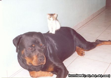 Rottweiler Hunde Foto 19007 Rottweiler wahre Liebe2