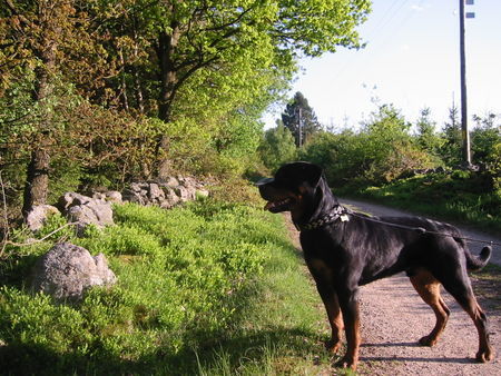 Rottweiler