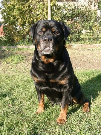 Rottweiler Hunde Foto 30492 in höherer Auflösung ansehen Rottweiler