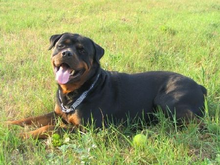 Rottweiler Hunde Foto 34558 in höherer Auflösung ansehen Rottweiler Astor NL