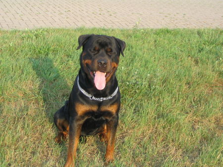 Rottweiler Hunde Foto 34559 in höherer Auflösung ansehen Rottweiler Astor NL