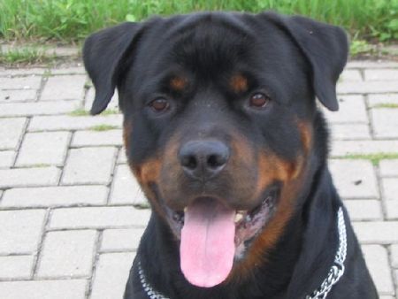 Rottweiler Hunde Foto 34560 in höherer Auflösung ansehen Rottweiler Astor NL