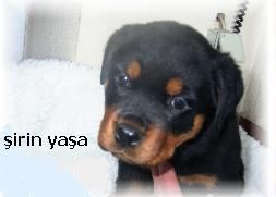 Rottweiler Sirin Yasa 8 wochen 